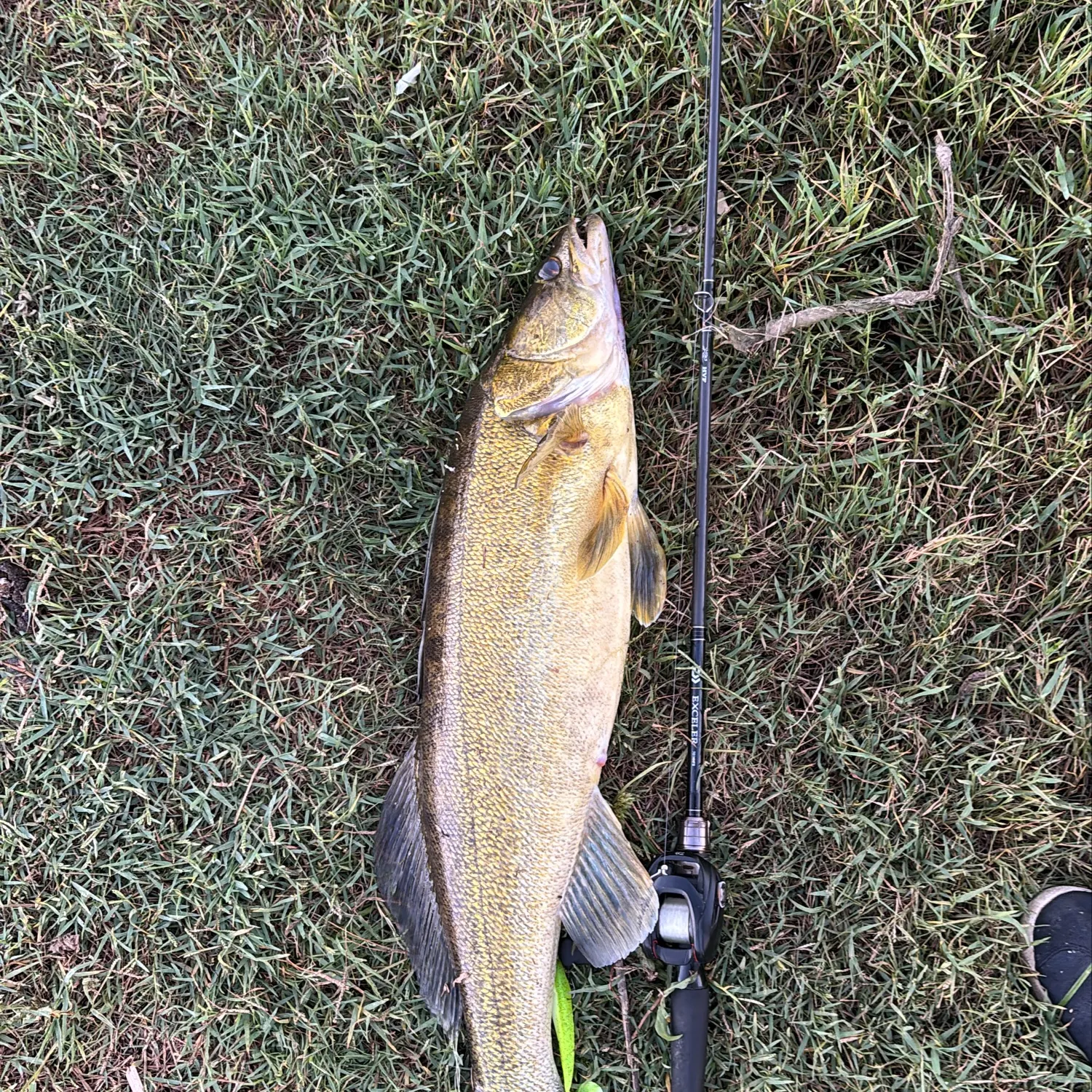 Zander caught on Fishbrain