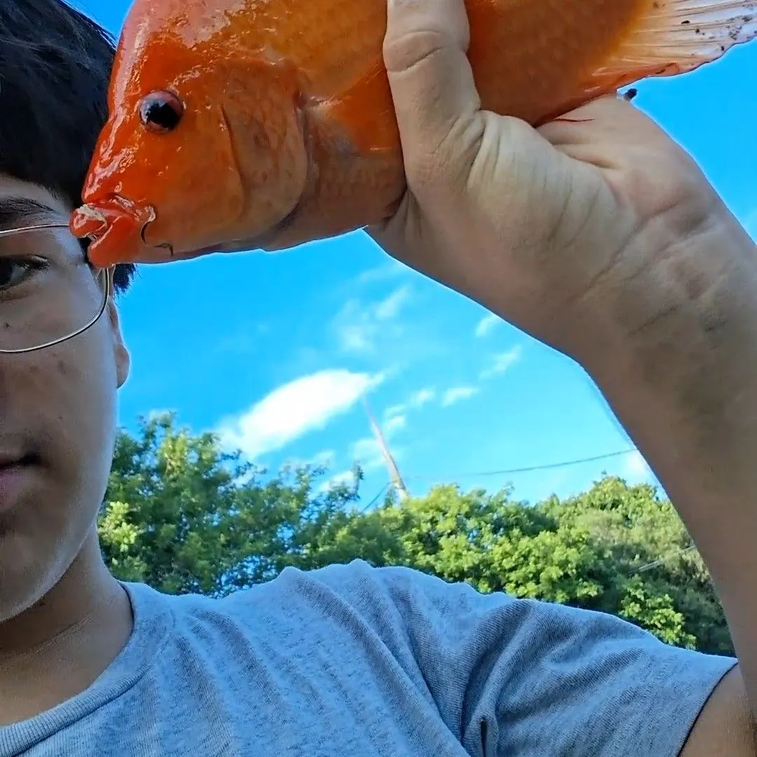 most liked catch image