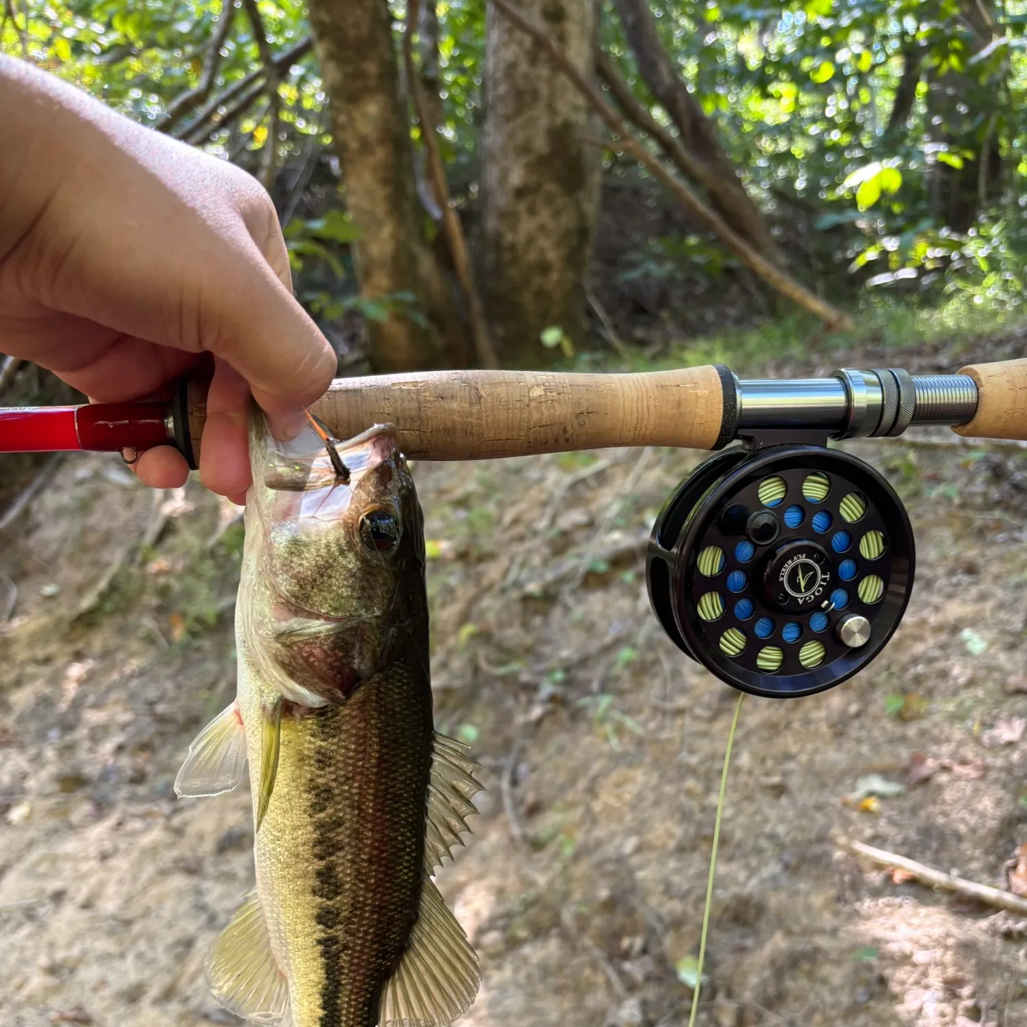 Spotted bass caught on Fishbrain