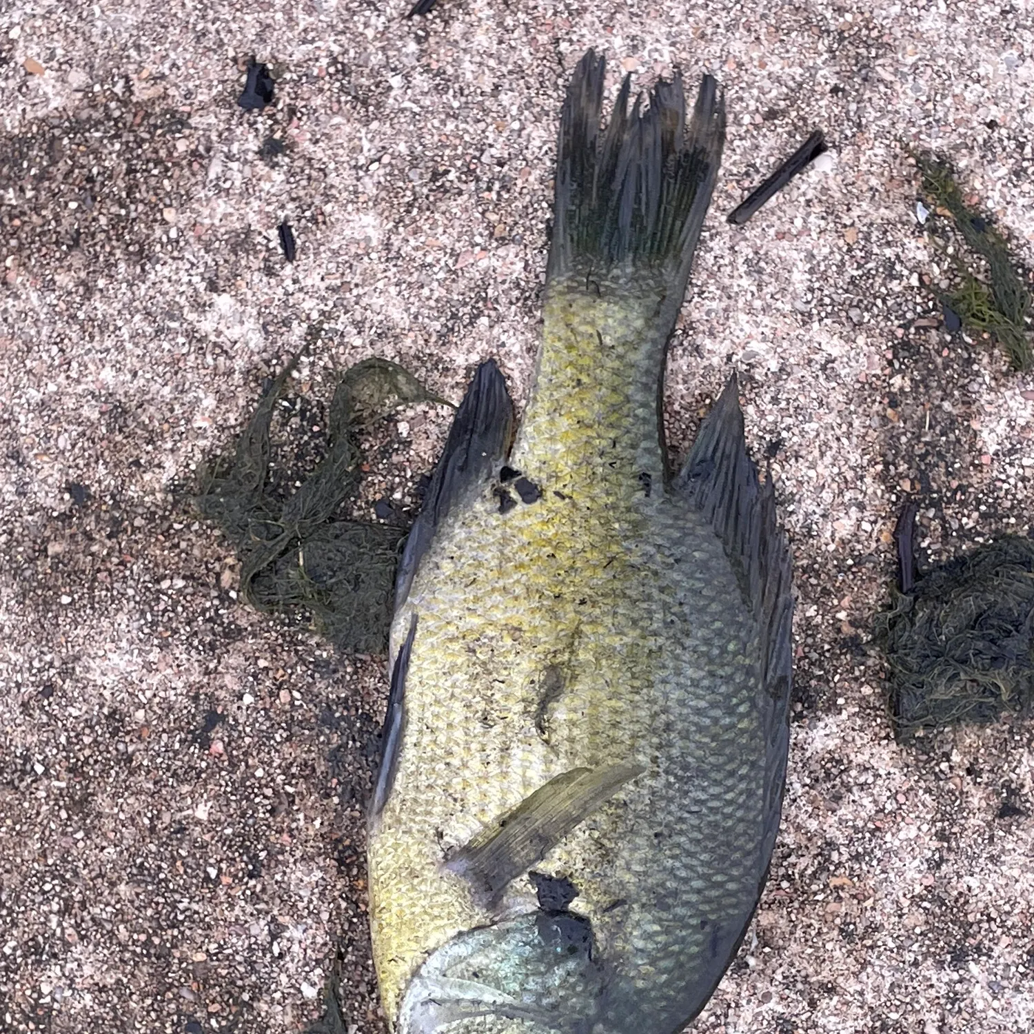 Bluegill caught on Fishbrain