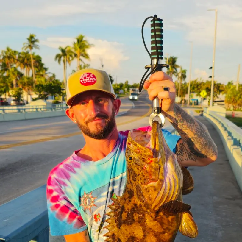 Atlantic goliath grouper caught on Fishbrain