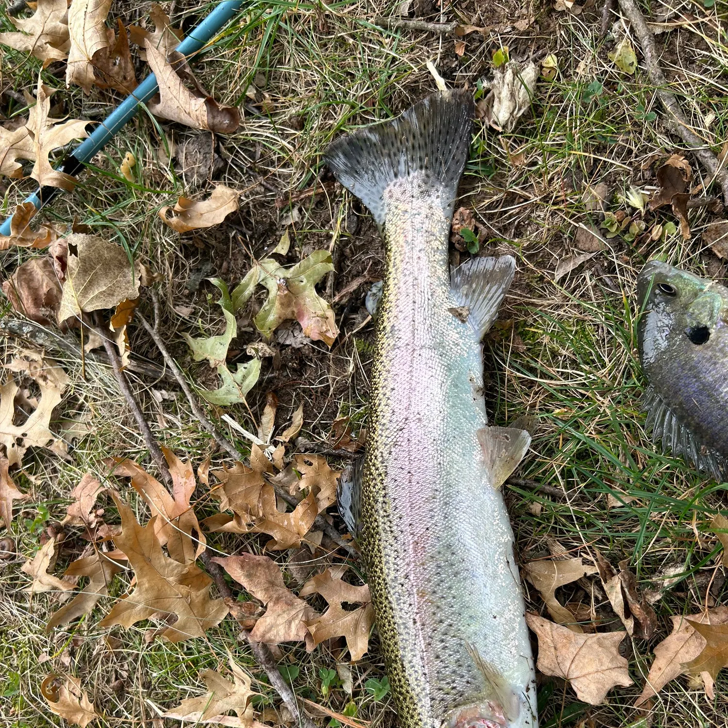 Rainbow trout caught on Fishbrain
