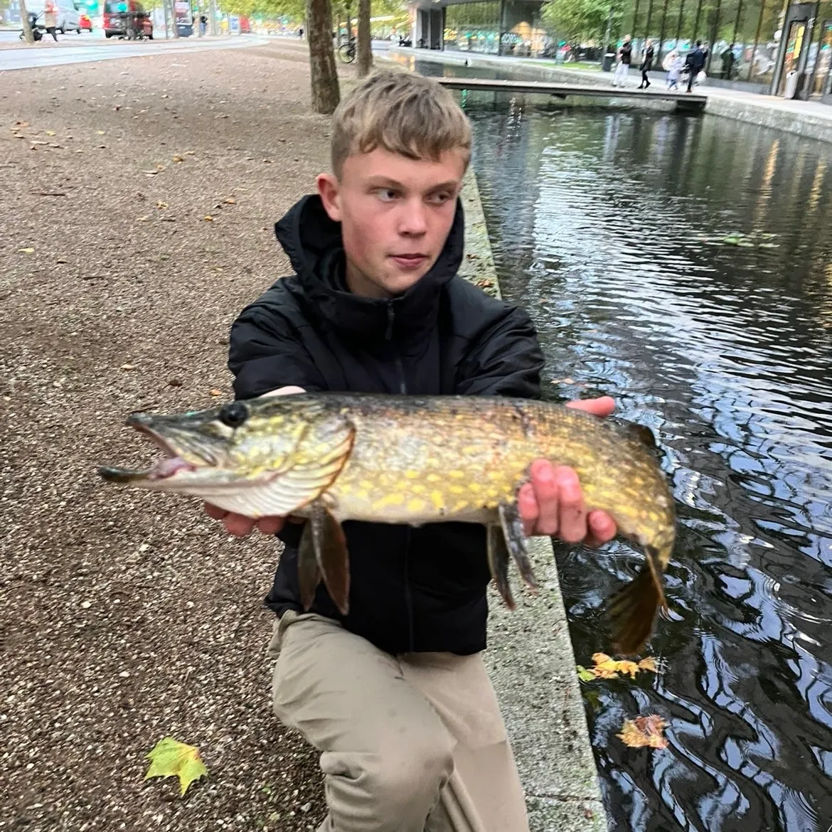 Northern pike caught on Fishbrain