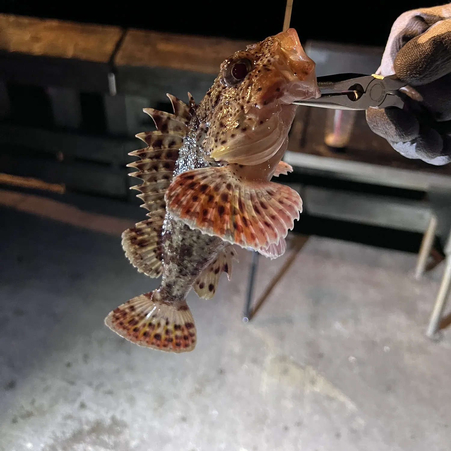 recently logged catches