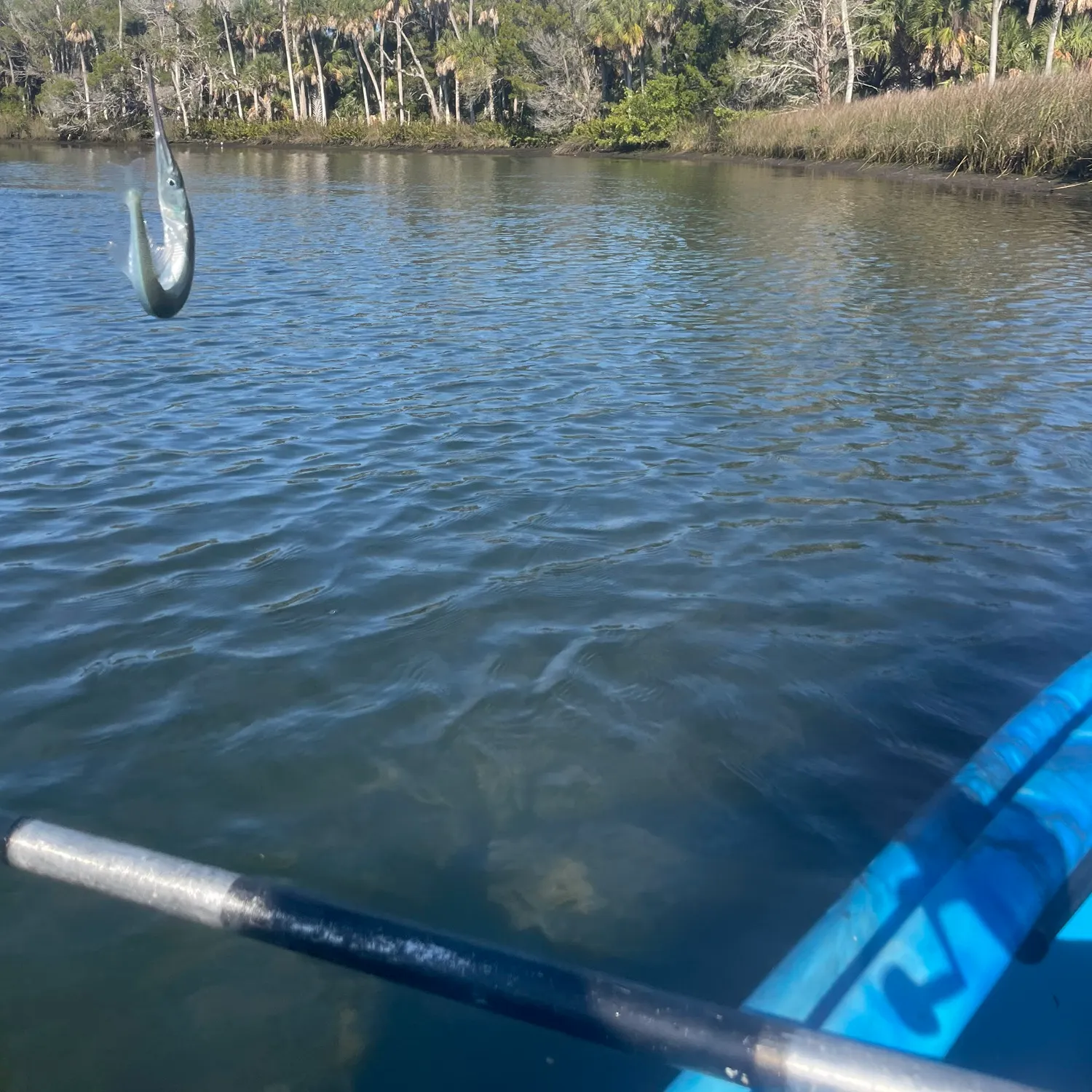 The most recent Flat needlefish catches on Fishbrain