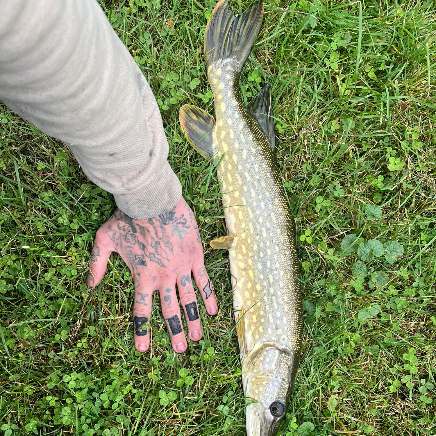 Northern pike caught on Fishbrain