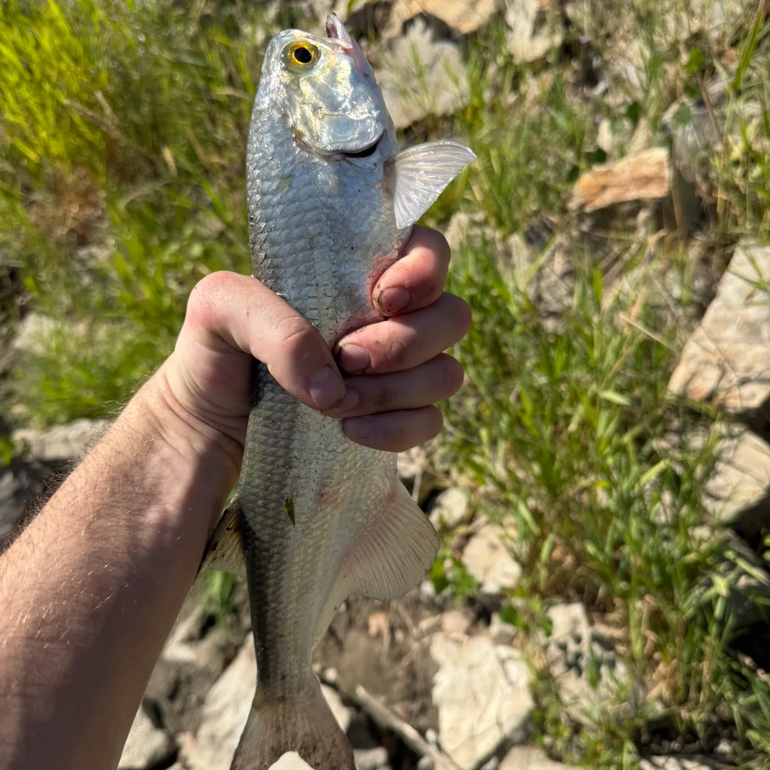 Goldeye caught on Fishbrain