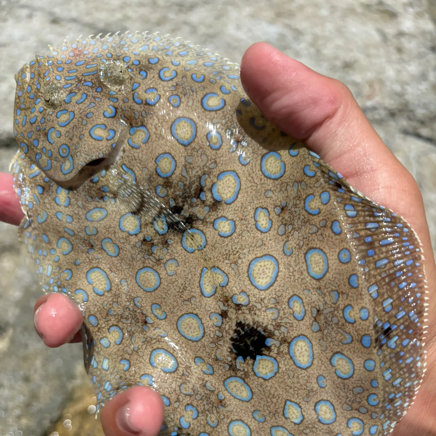 The most popular recent Leopard flounder catch on Fishbrain