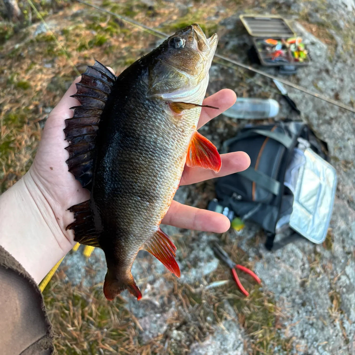 European perch caught on Fishbrain