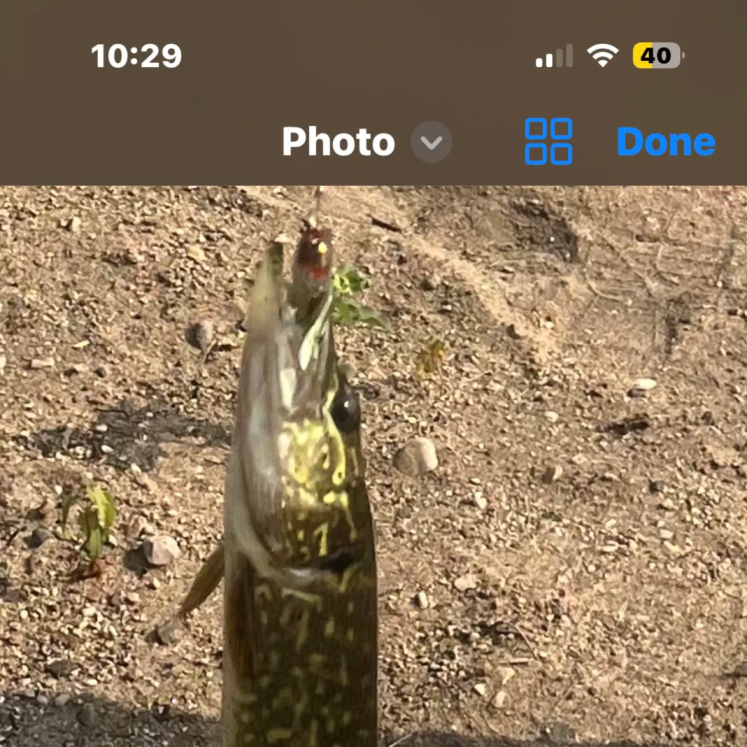 recently logged catches