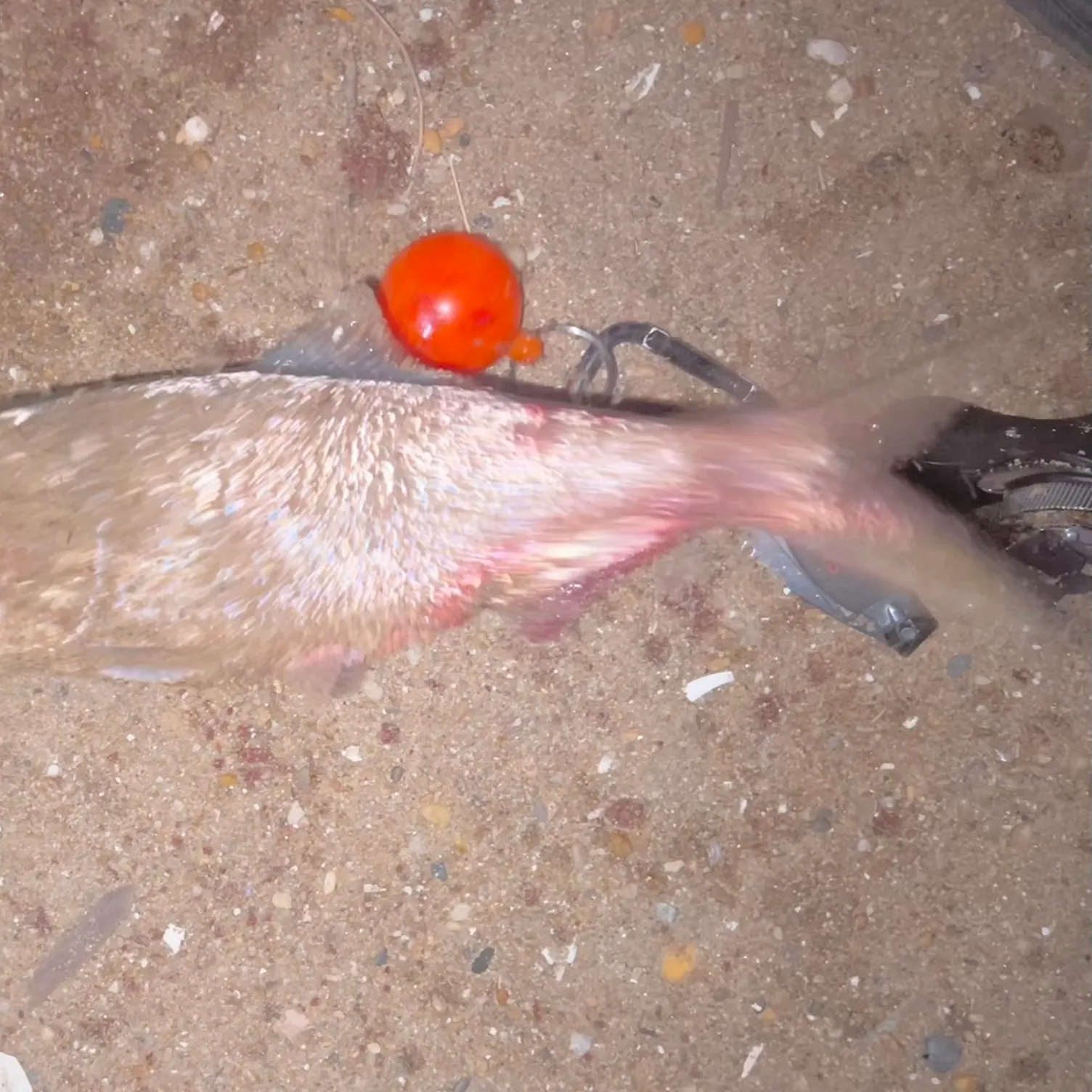 The most recent Atlantic menhaden catches on Fishbrain