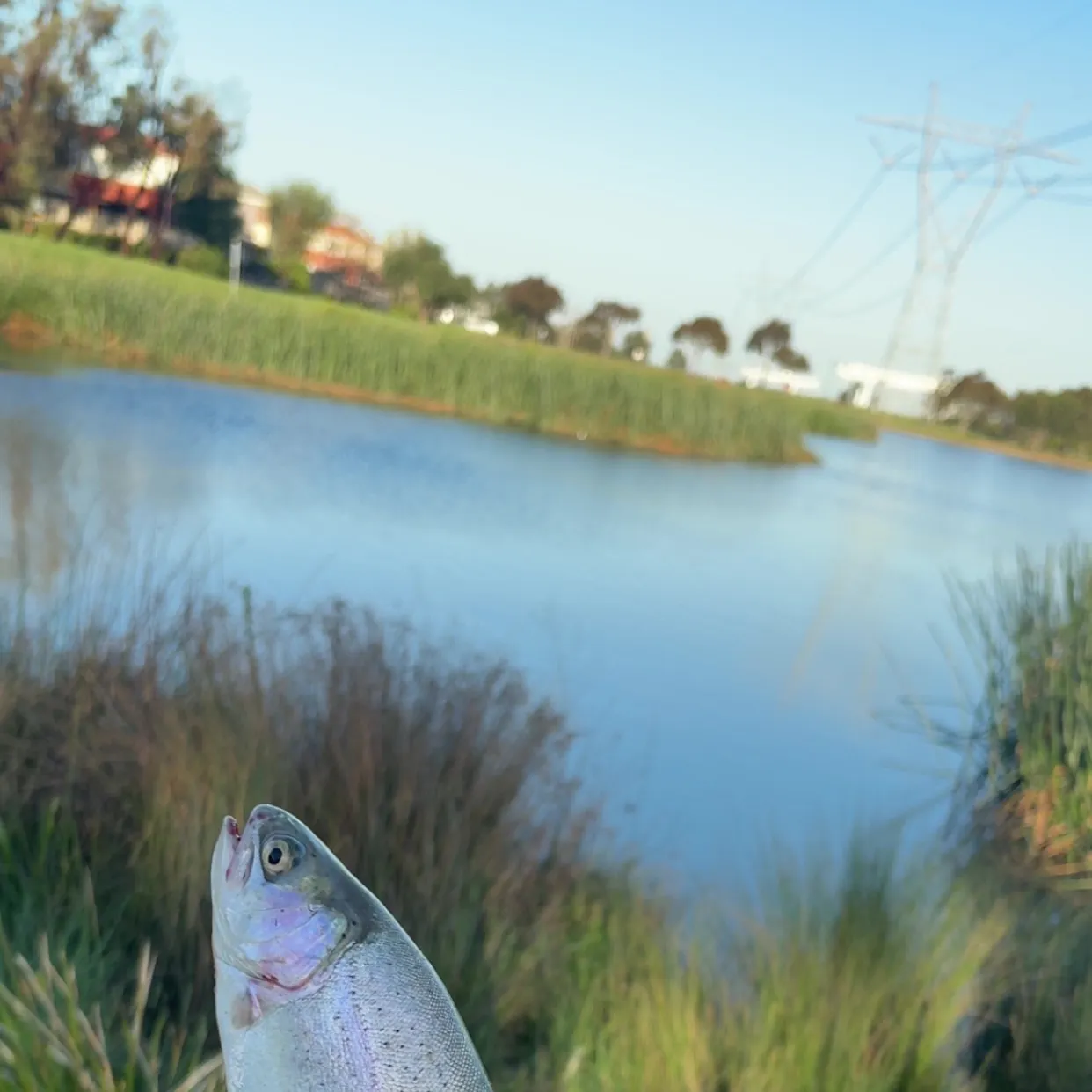 Rainbow trout caught on Fishbrain