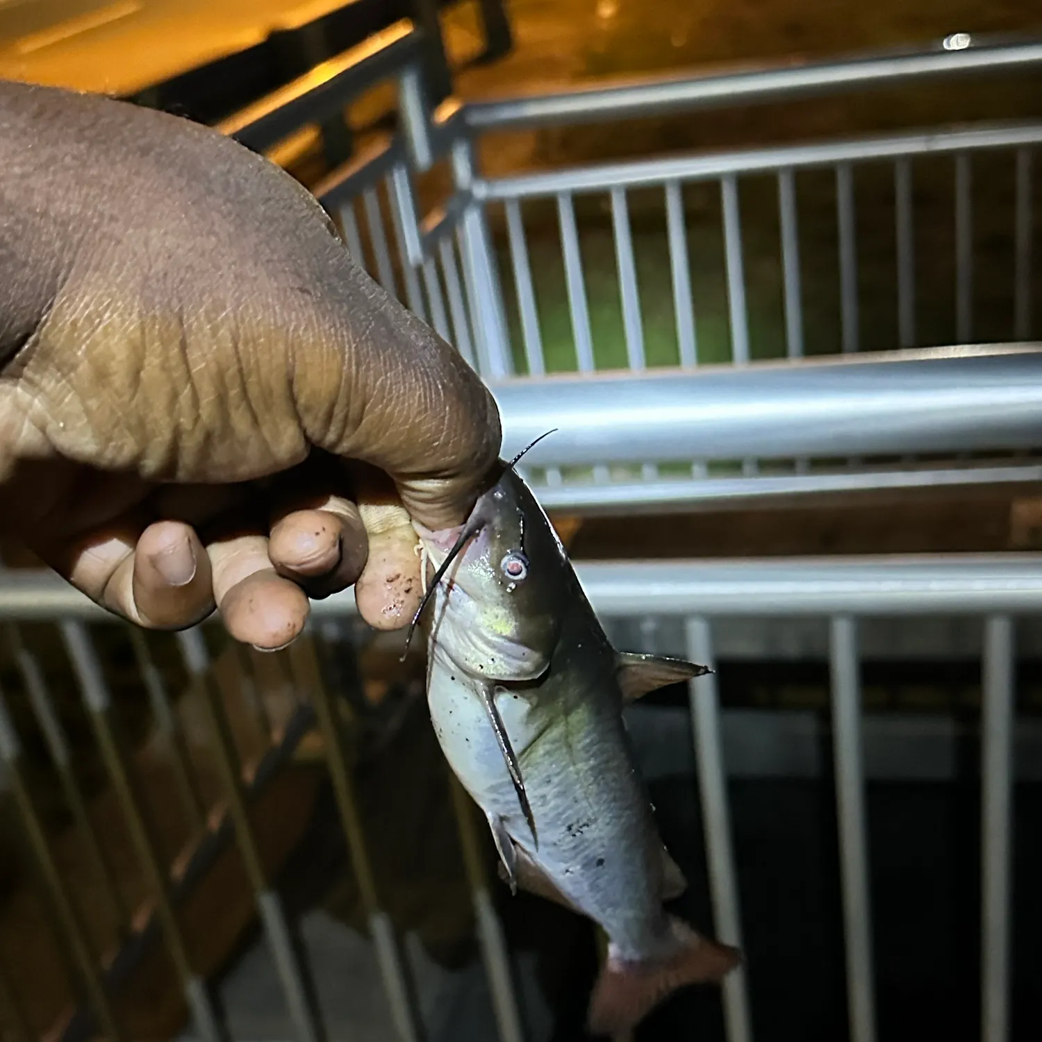 Black bullhead caught on Fishbrain