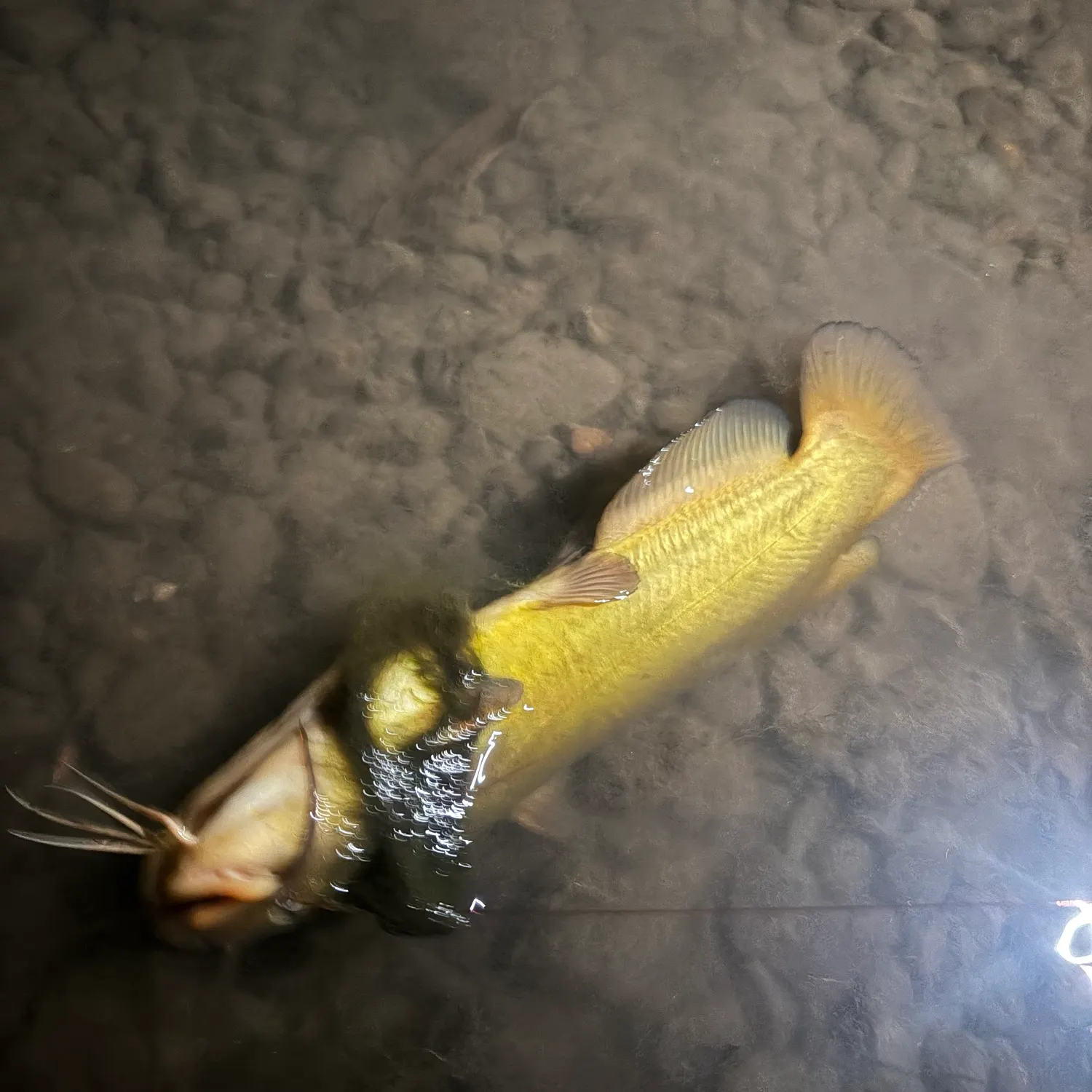 Yellow bullhead caught on Fishbrain