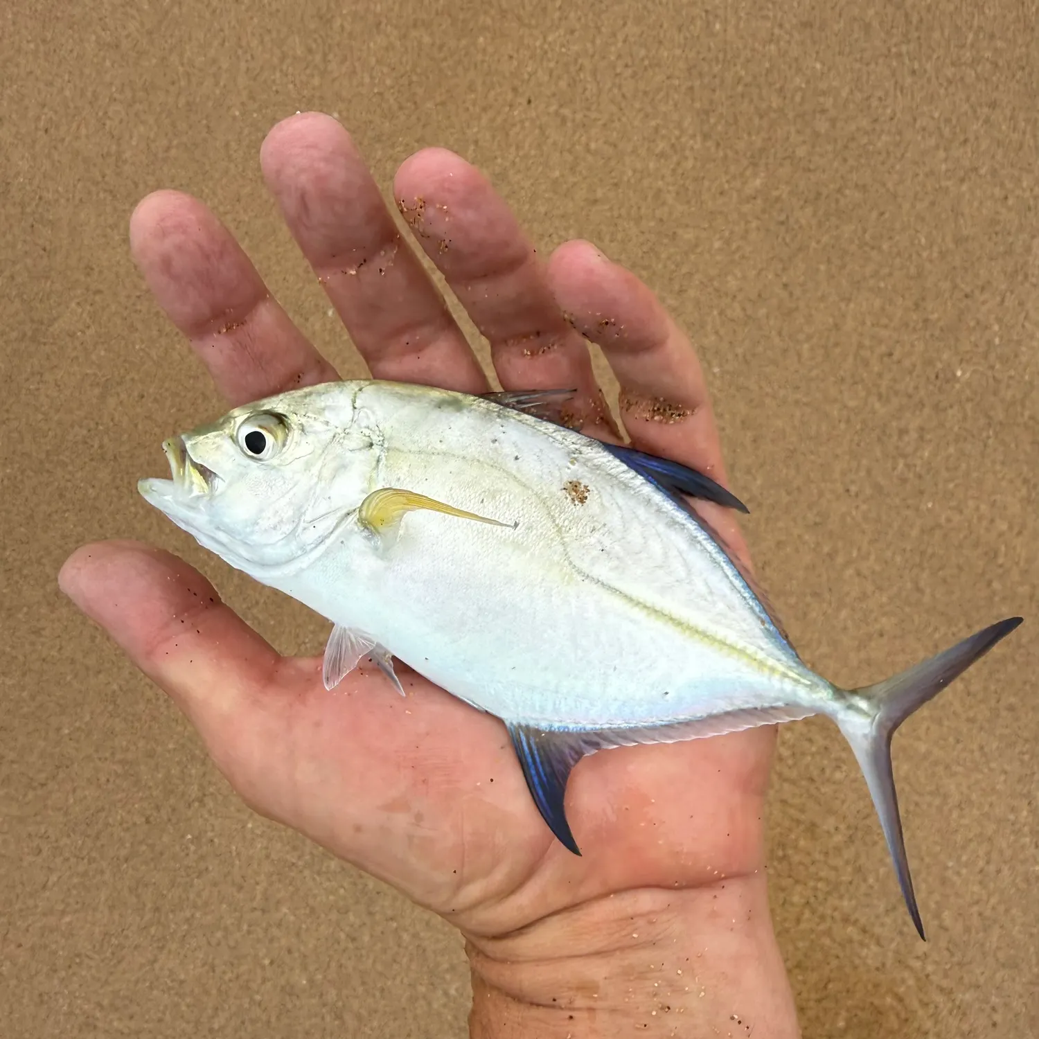 The most recent Bluefin trevally catches on Fishbrain