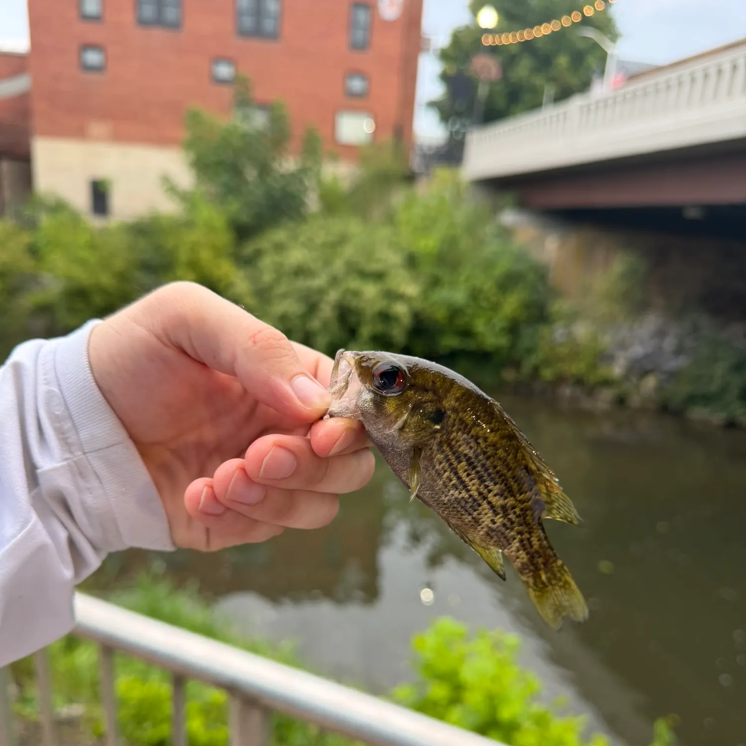 Fish caught on Fishbrain
