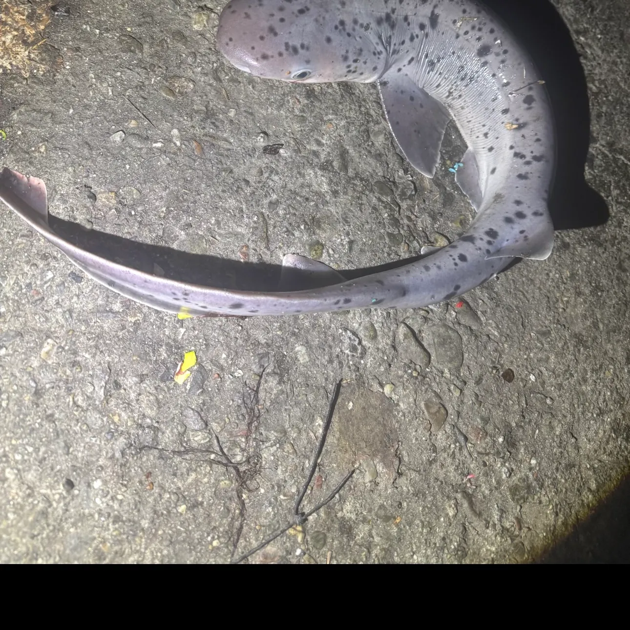 The most recent Broadnose sevengill shark catches on Fishbrain