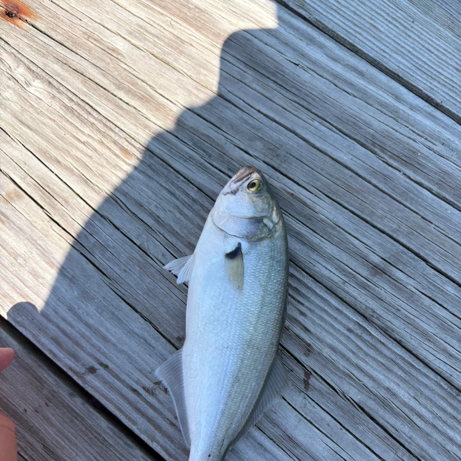 Bluefish caught on Fishbrain