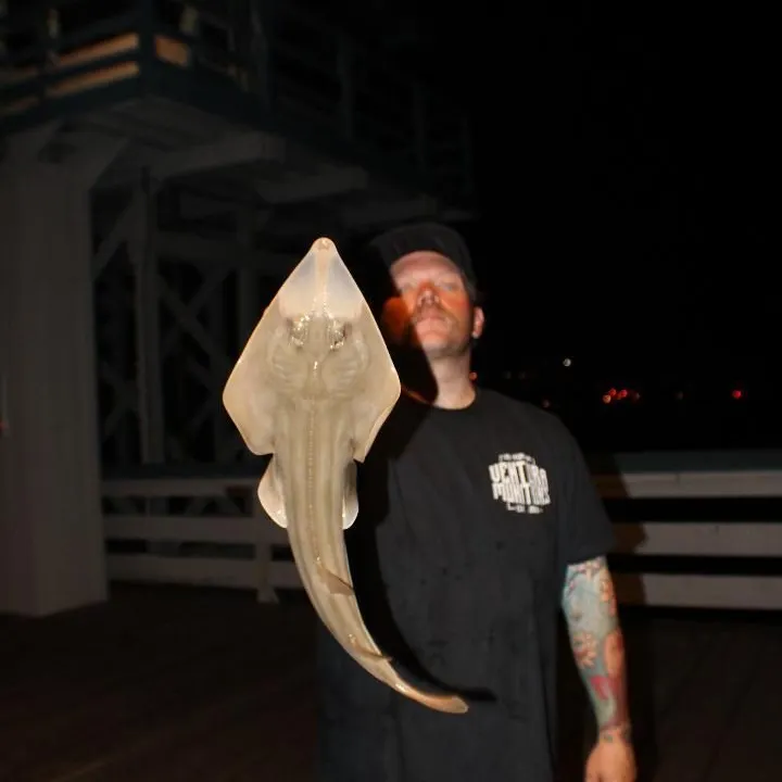 The most recent Pacific shovelnose guitarfish catches on Fishbrain