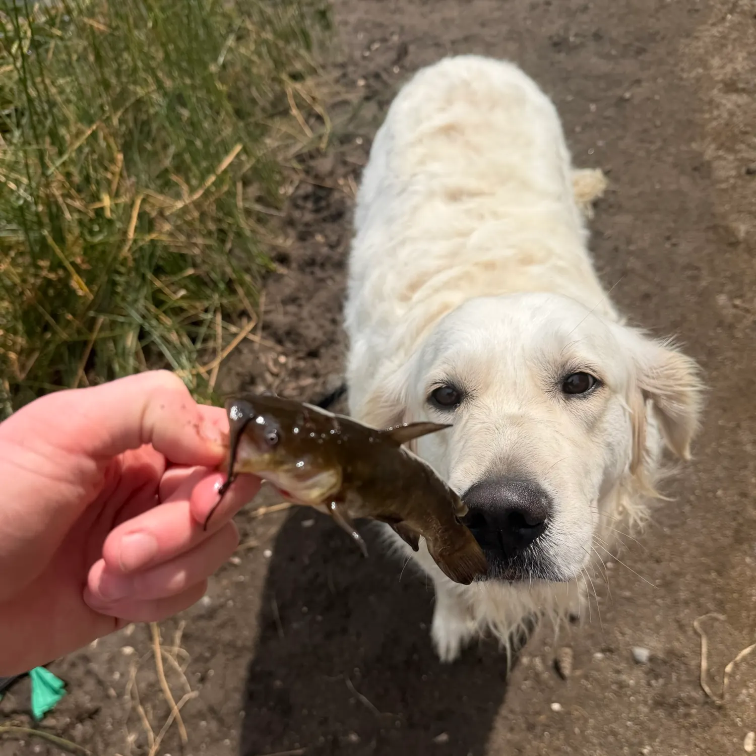 Black bullhead caught on Fishbrain