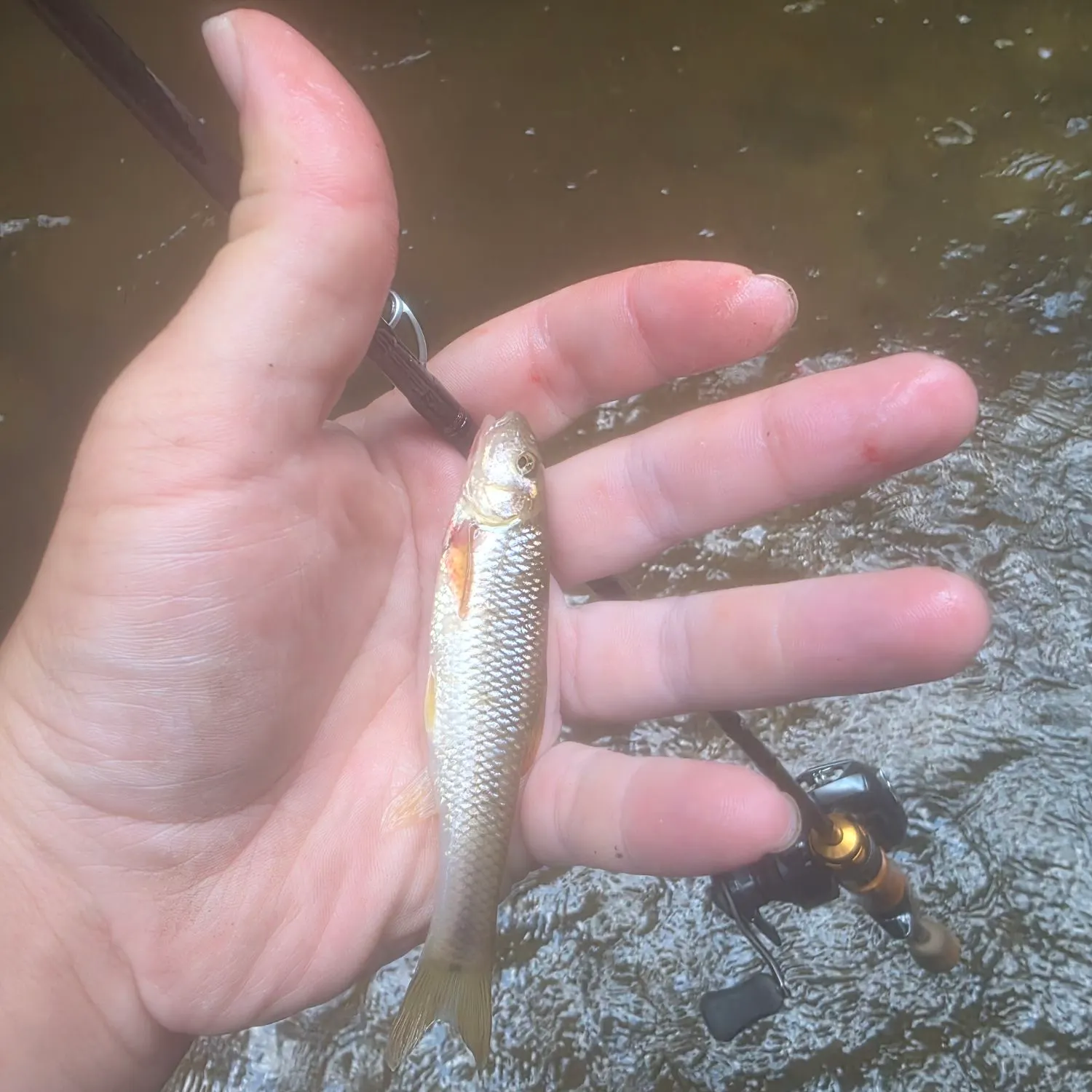 The most recent Creek chub catches on Fishbrain