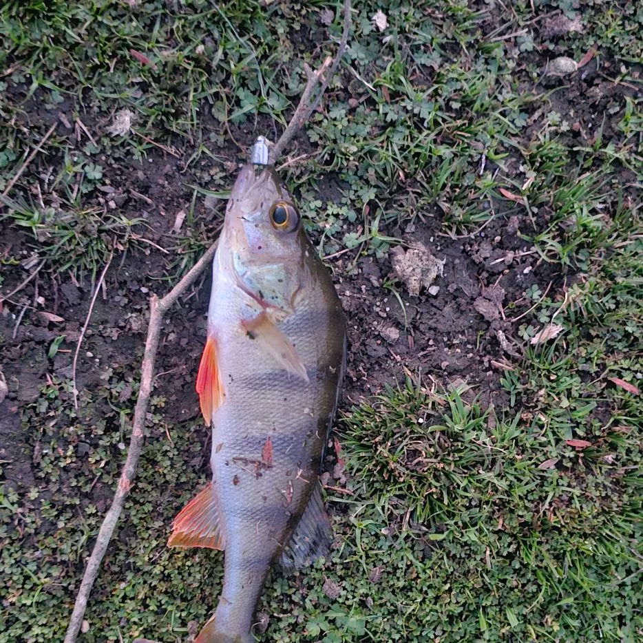European perch caught on Fishbrain