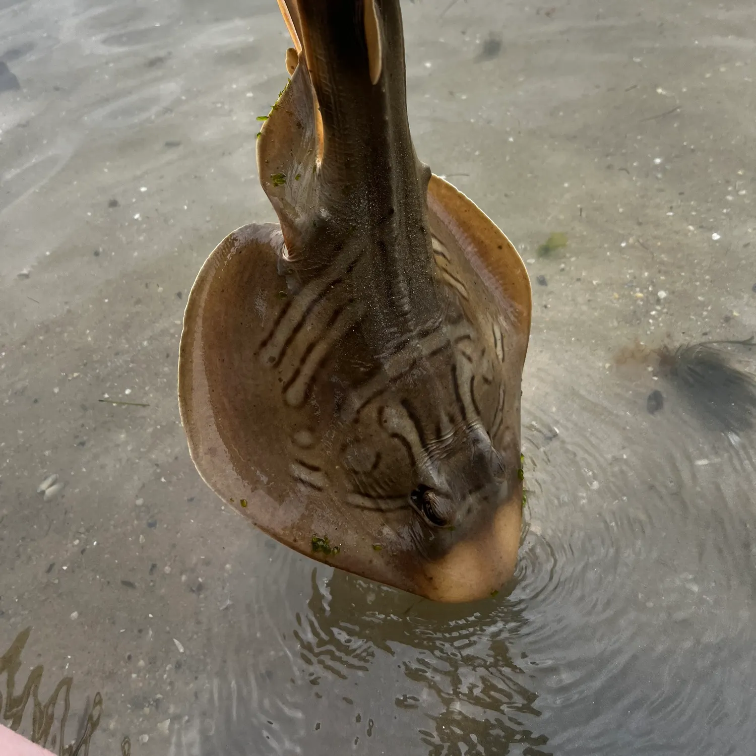 Southern fiddler caught on Fishbrain