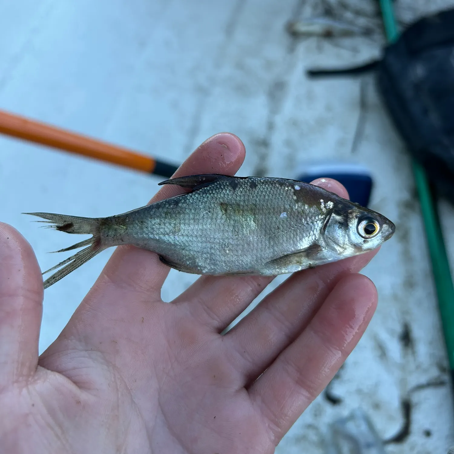 The most recent Zope catches on Fishbrain