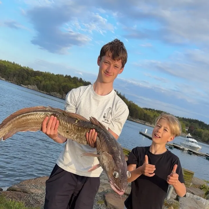 The most recent Common ling catches on Fishbrain