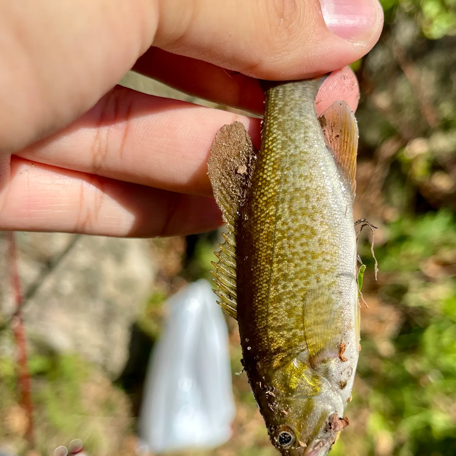Smallmouth bass caught on Fishbrain