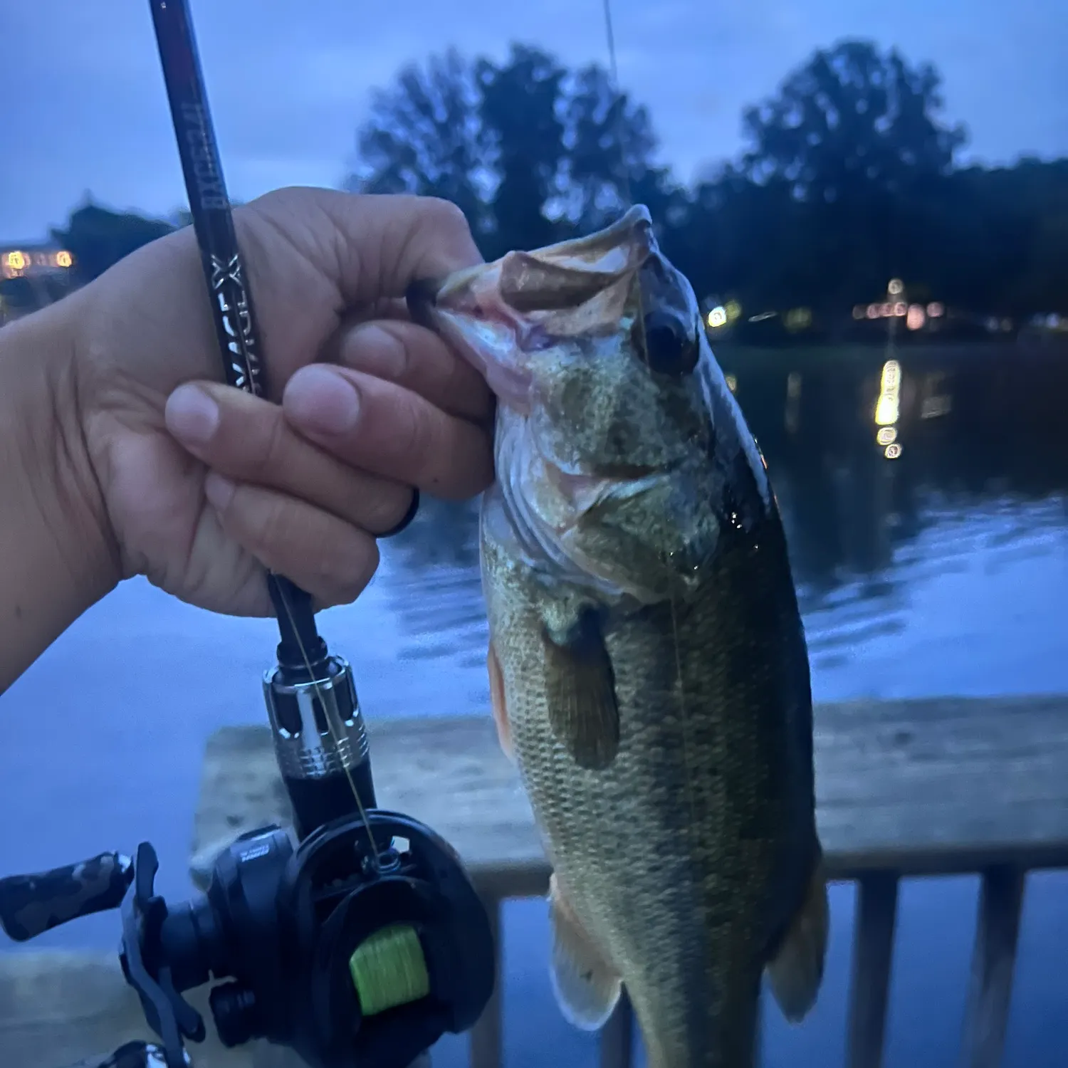 Largemouth bass caught on Fishbrain
