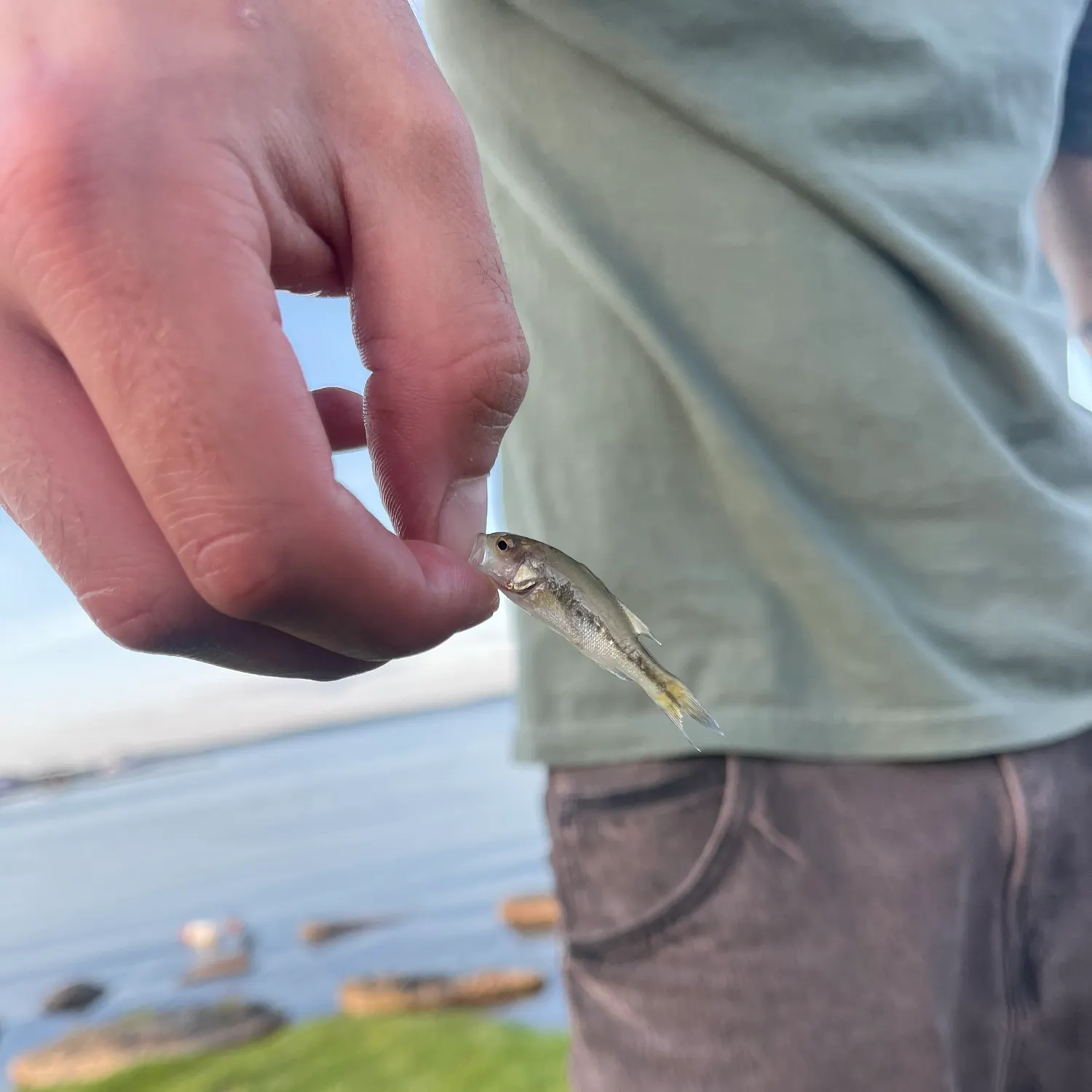 The most recent Brassy minnow catches on Fishbrain