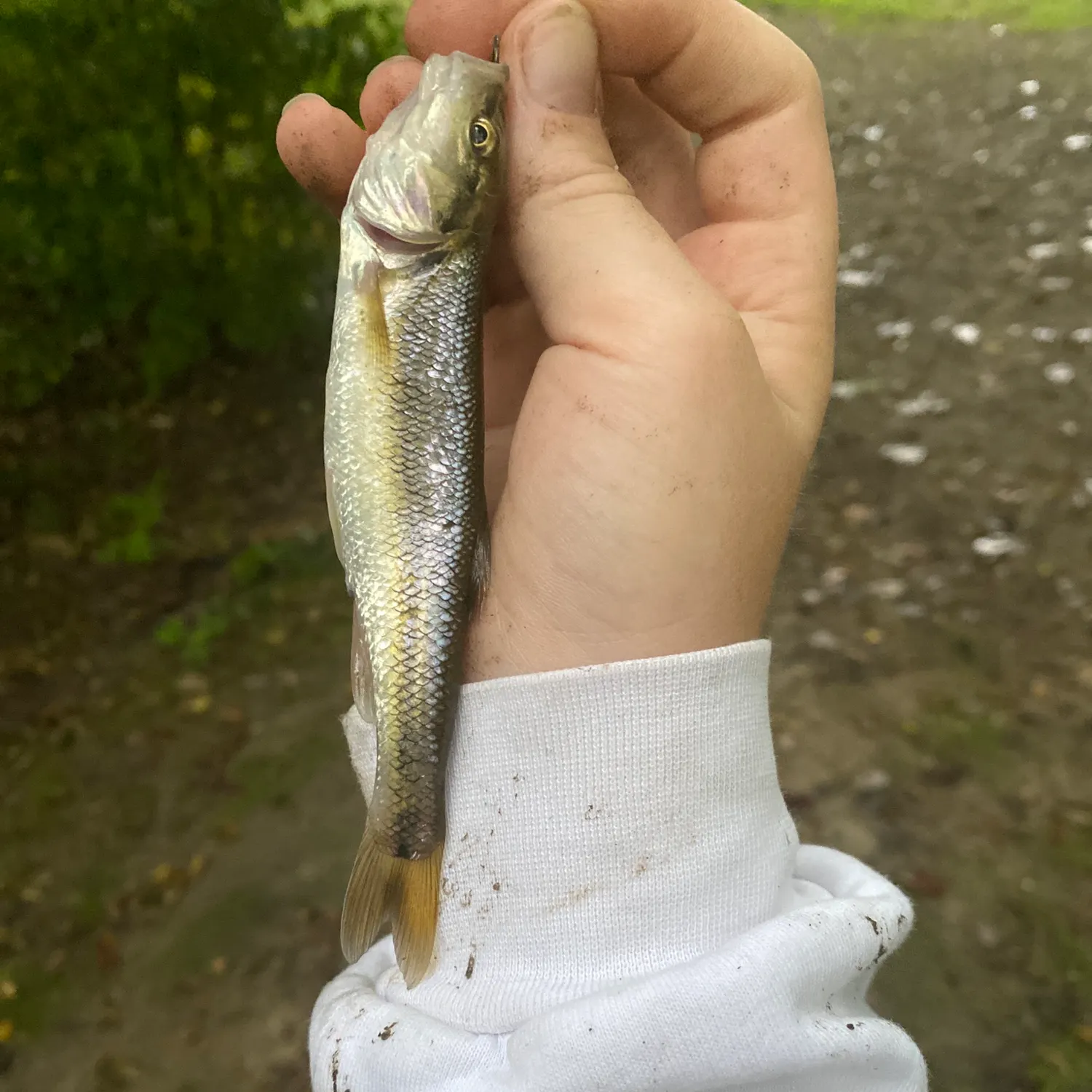 Creek chub caught on Fishbrain