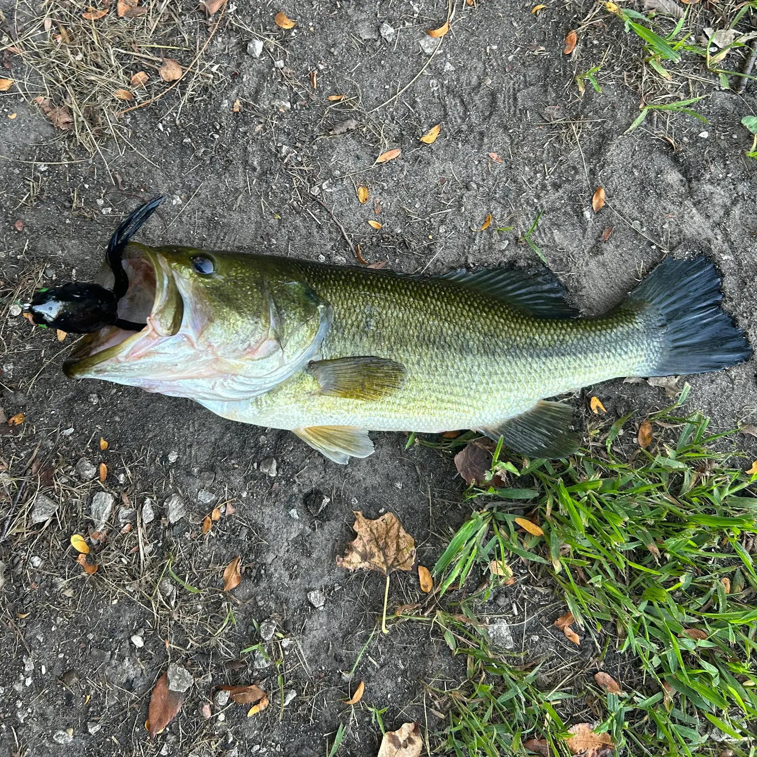 Largemouth bass caught on Fishbrain