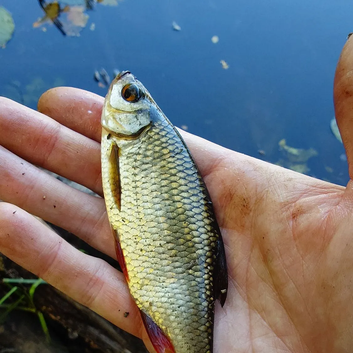 Common rudd caught on Fishbrain