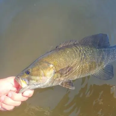 Smallmouth bass caught on Fishbrain