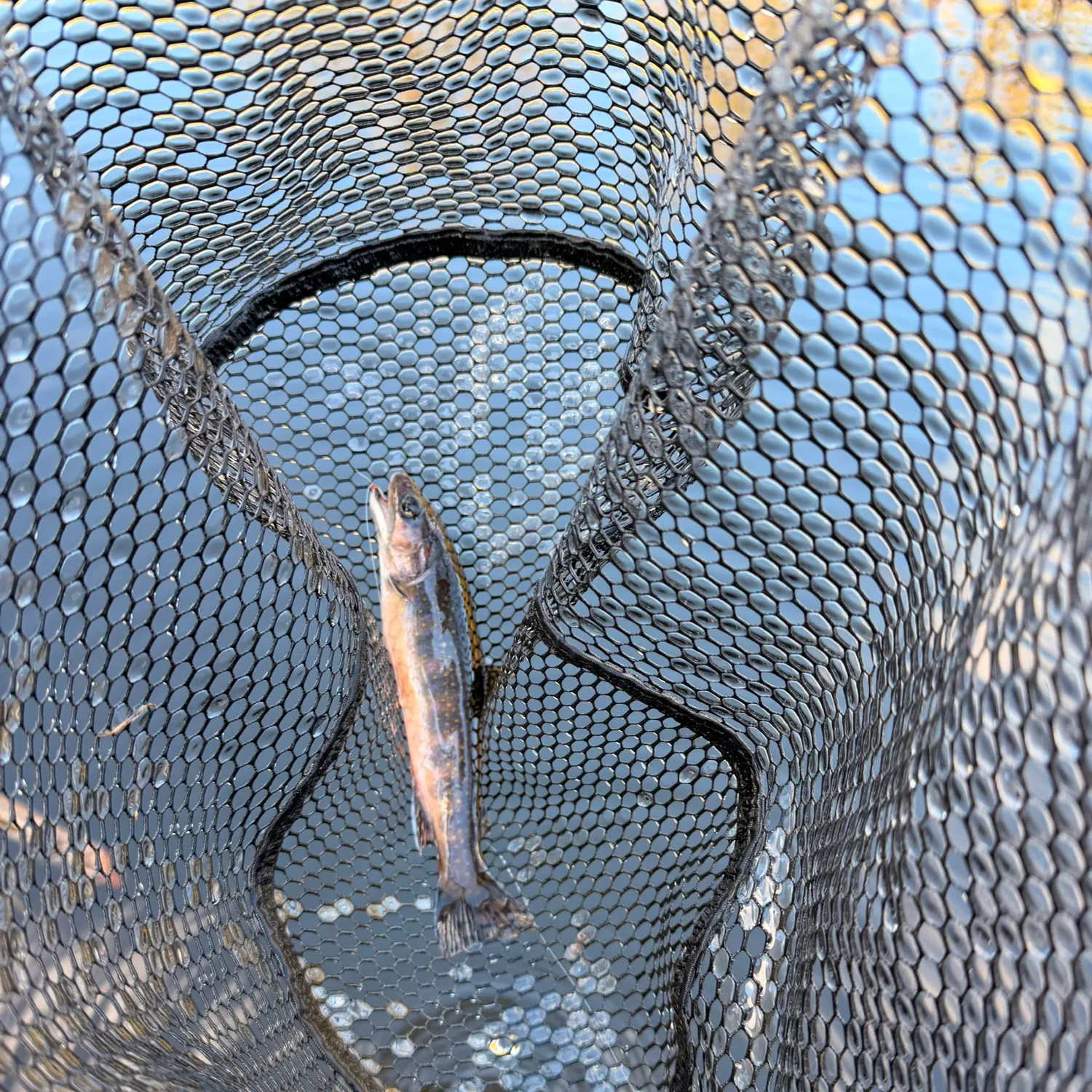 Brook trout caught on Fishbrain