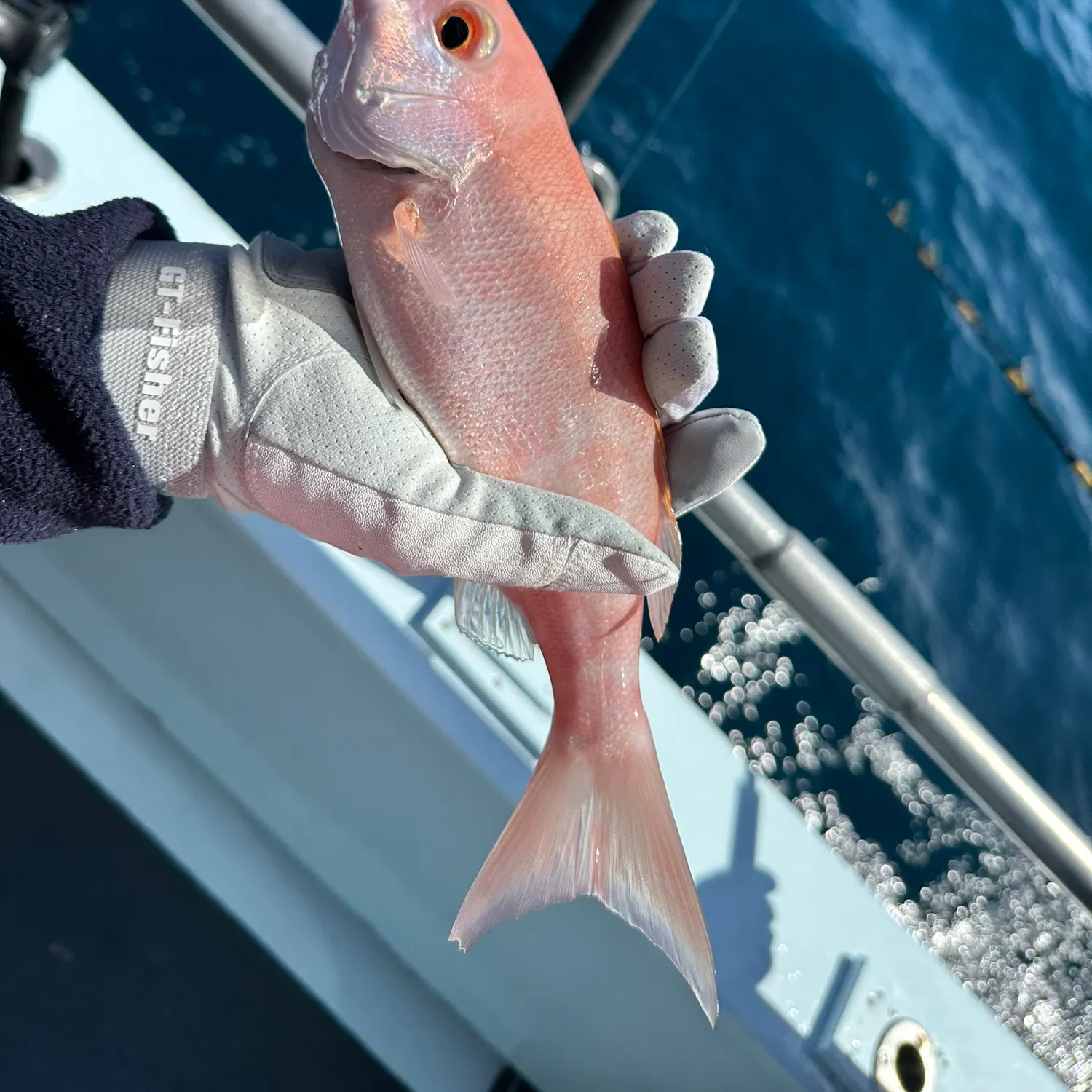 The most popular recent Vermilion snapper catch on Fishbrain