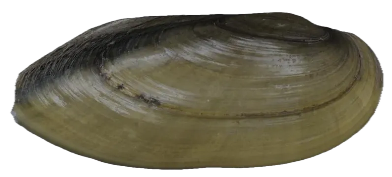 Yellow sandshell mussel