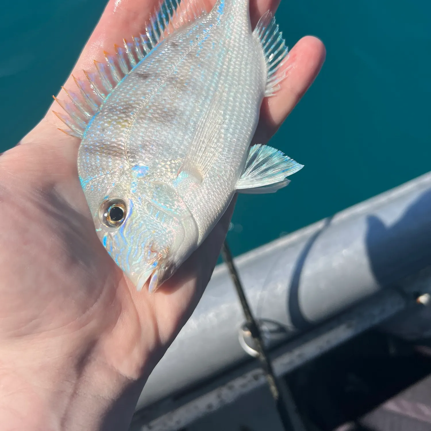 The most recent Littlehead Porgy catches on Fishbrain