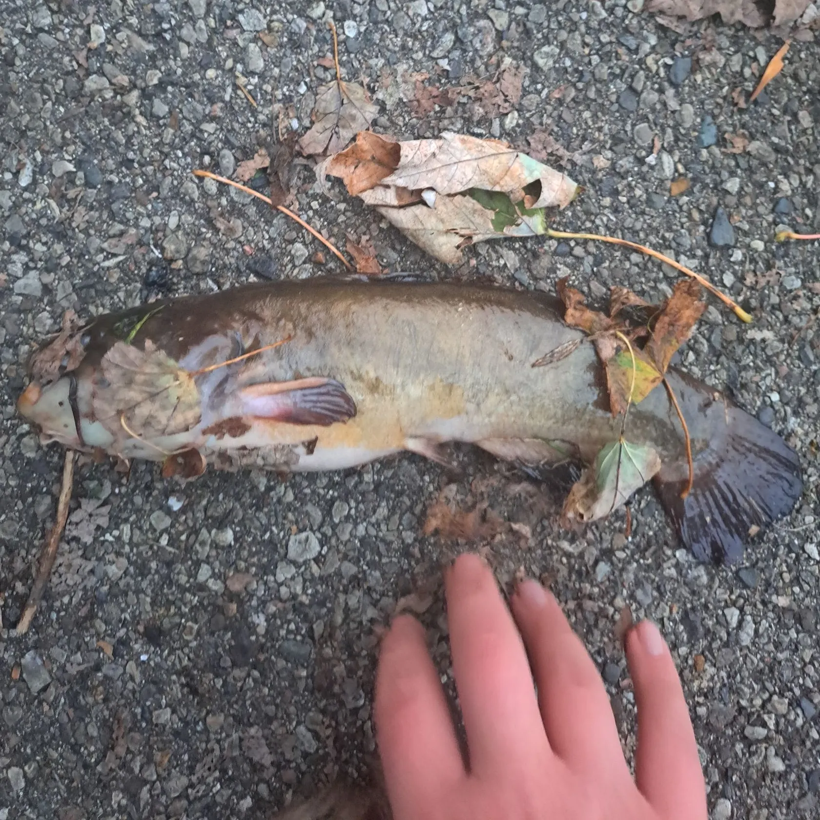 Brown bullhead caught on Fishbrain