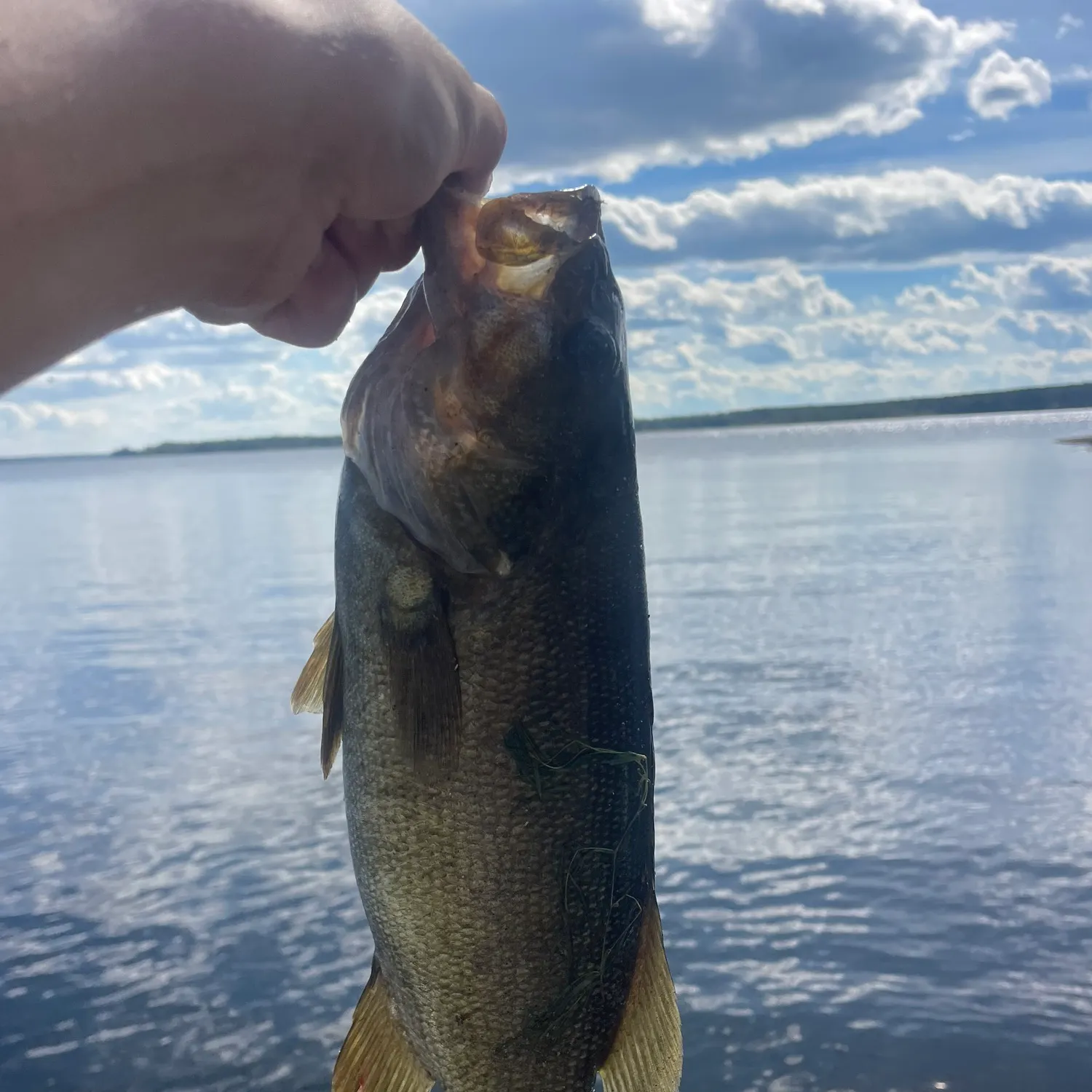 Smallmouth bass caught on Fishbrain