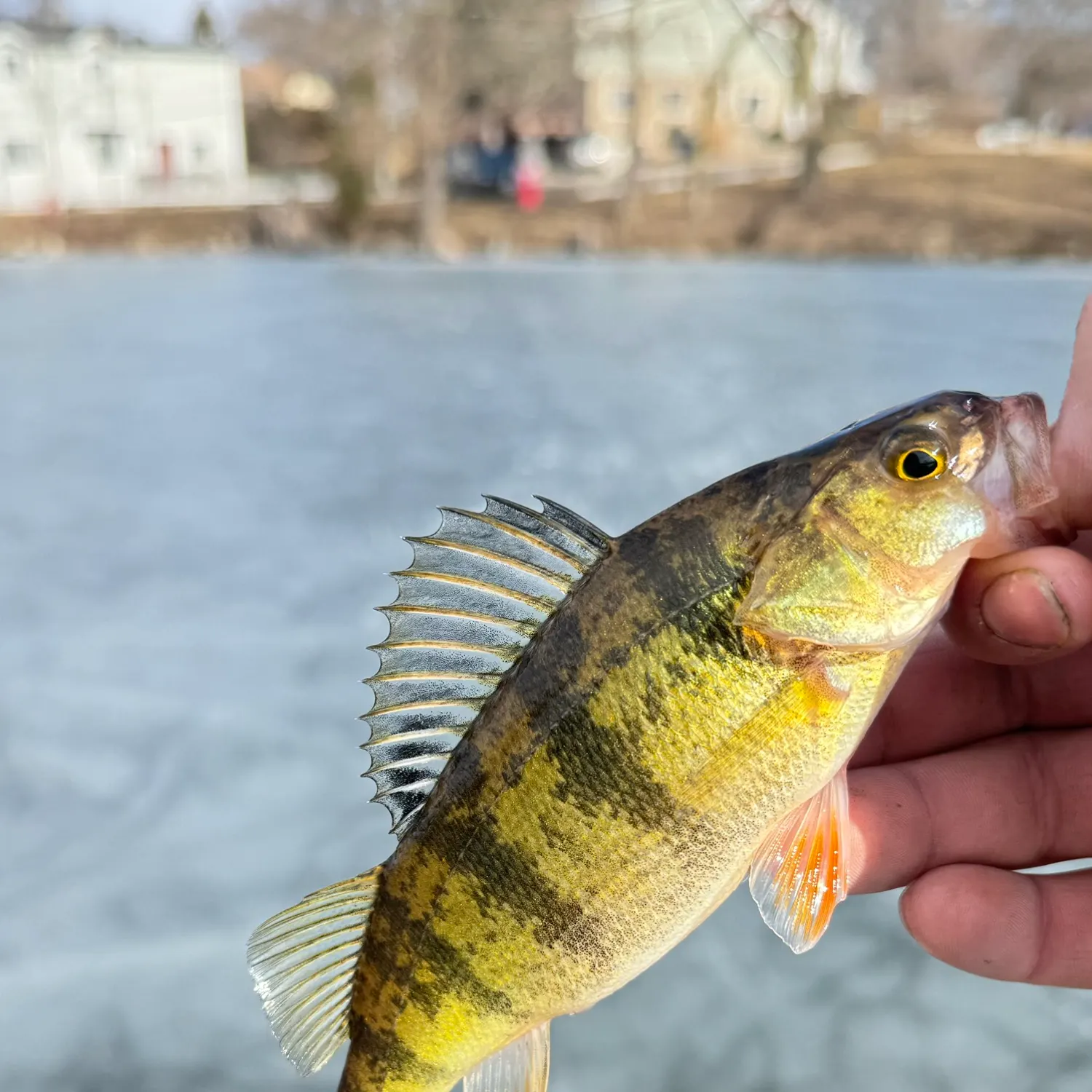 catch