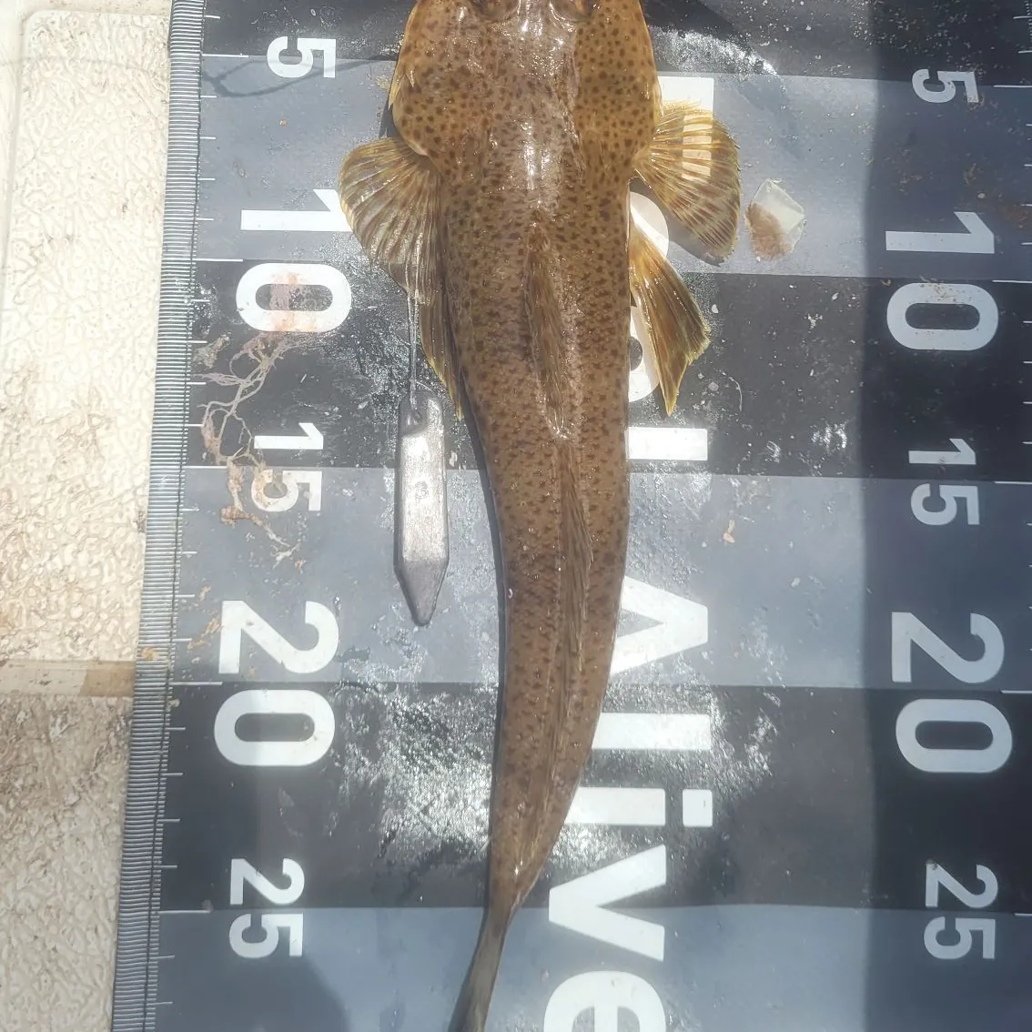 The most recent Blue-spotted flathead catches on Fishbrain