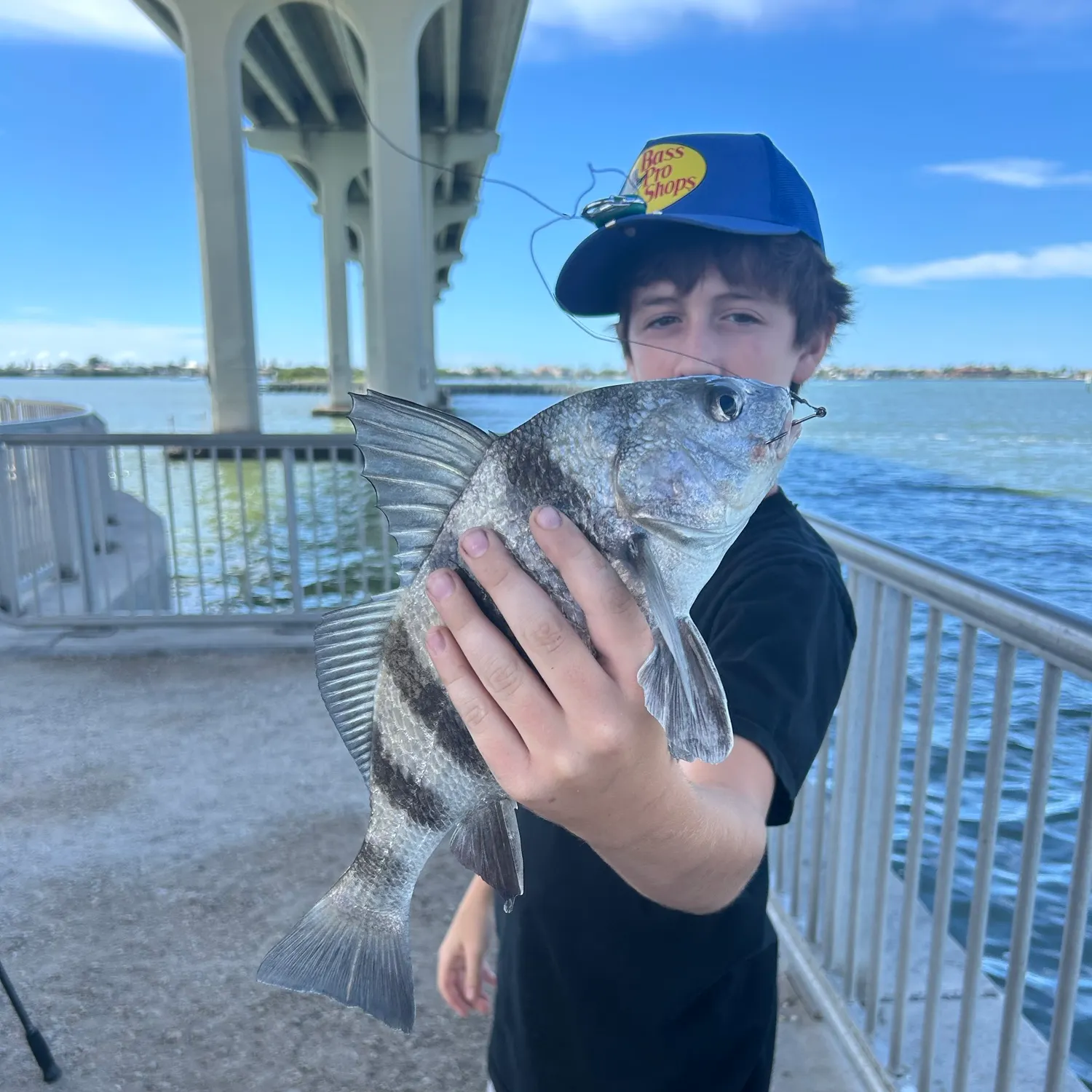 Sheepshead caught on Fishbrain