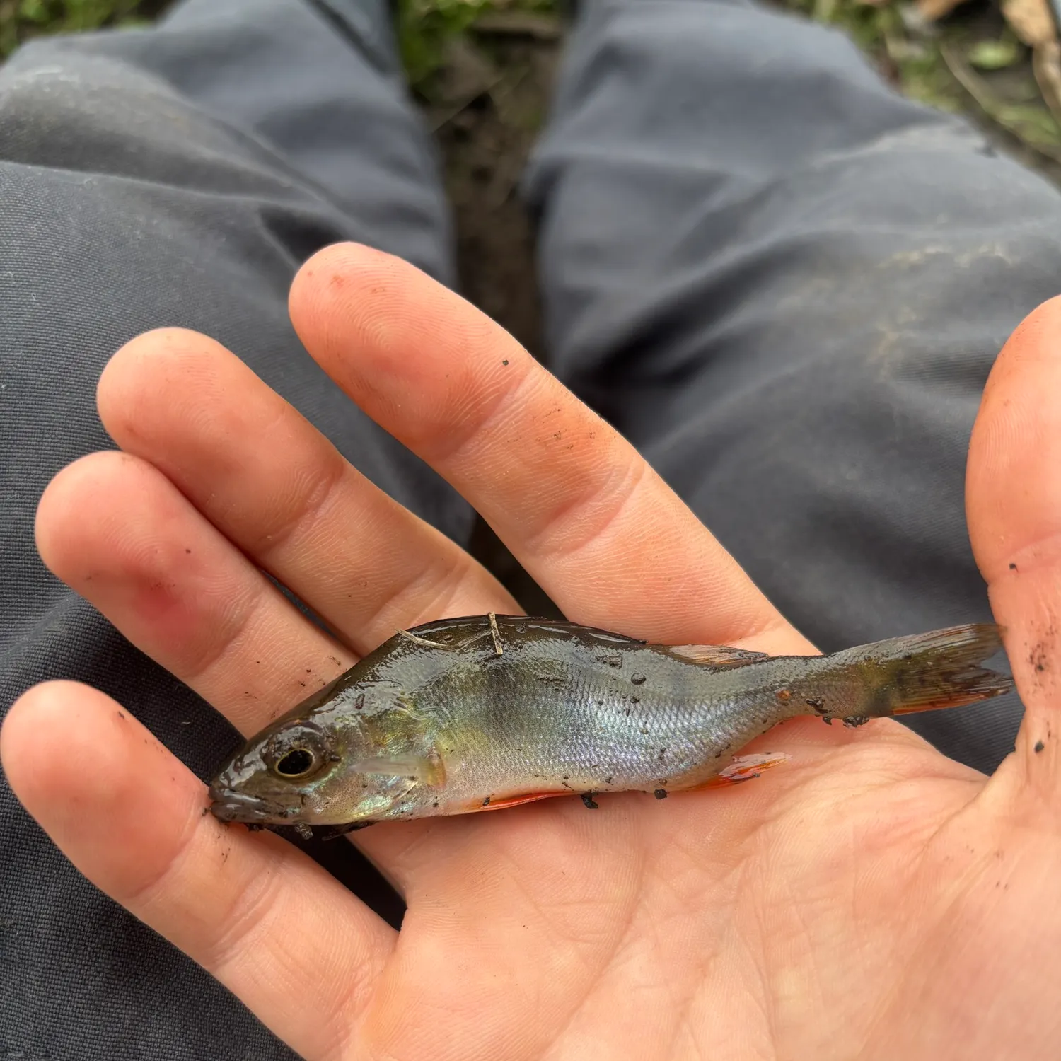 European perch caught on Fishbrain