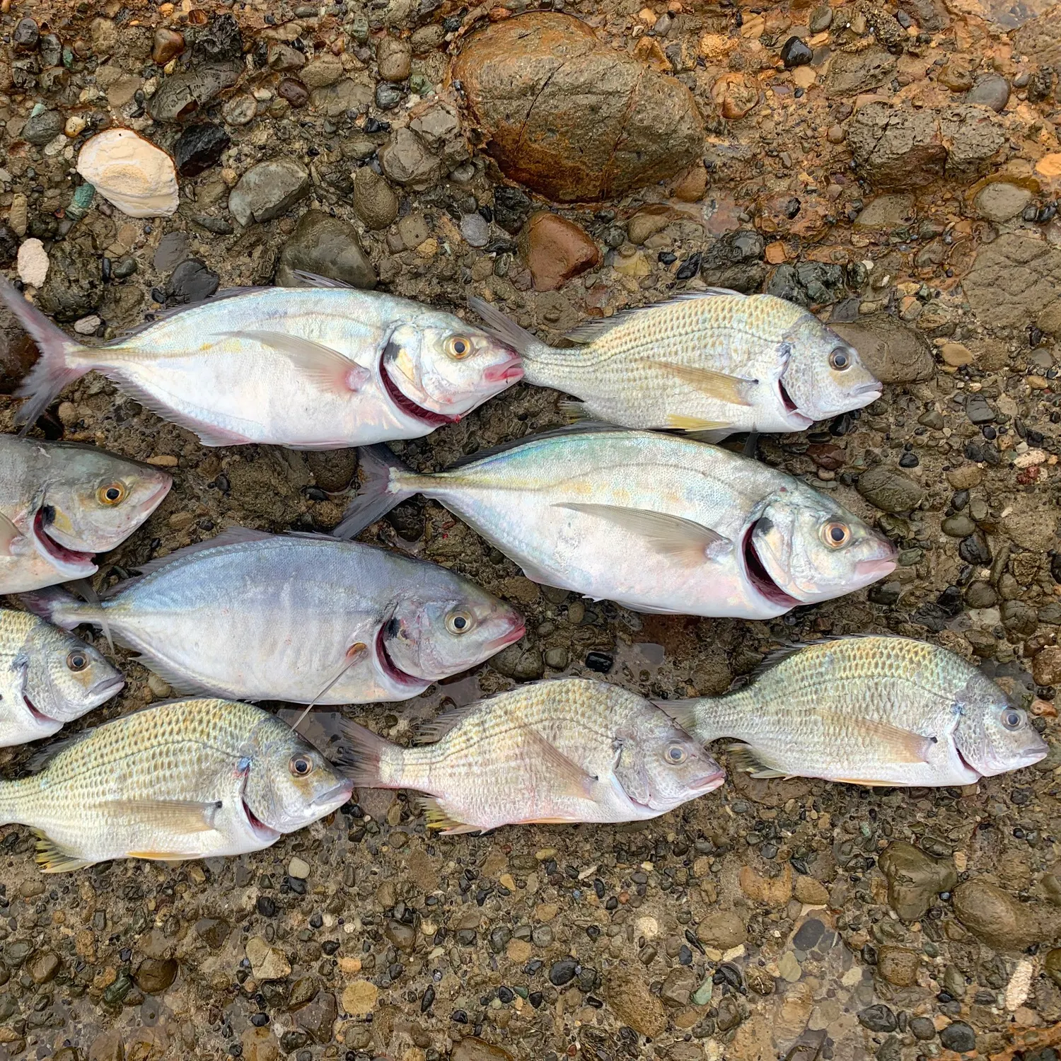 recently logged catches