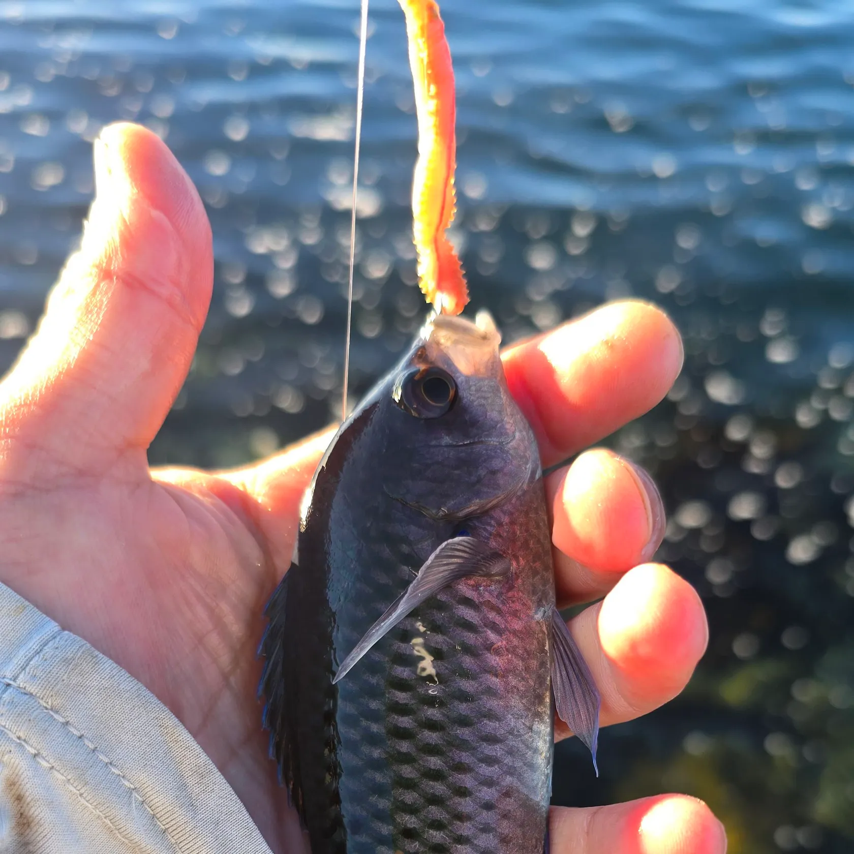 The most recent Blacksmith catches on Fishbrain