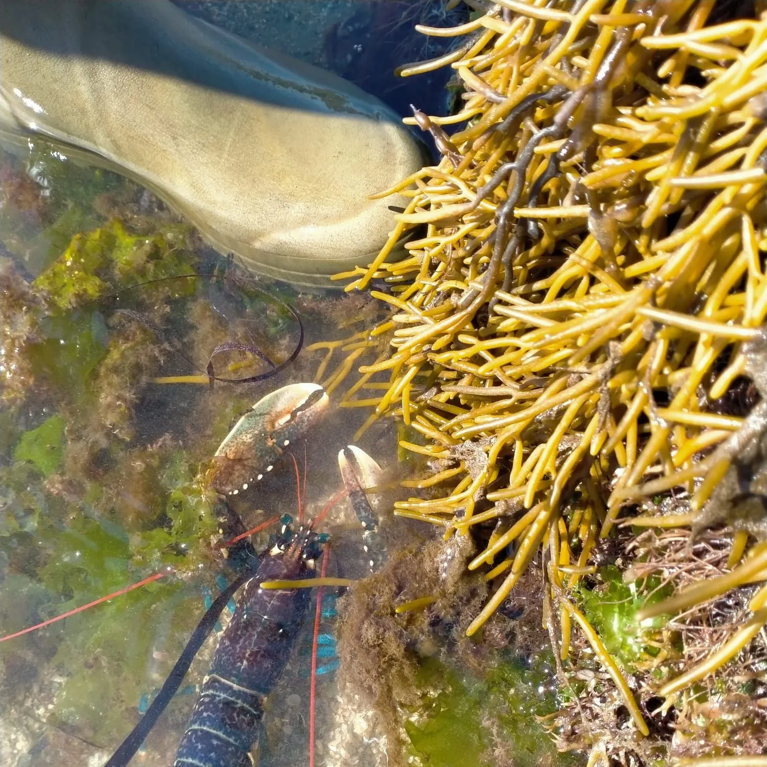 The most recent European lobster catches on Fishbrain