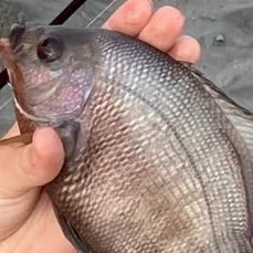 The most recent Shiner perch catches on Fishbrain